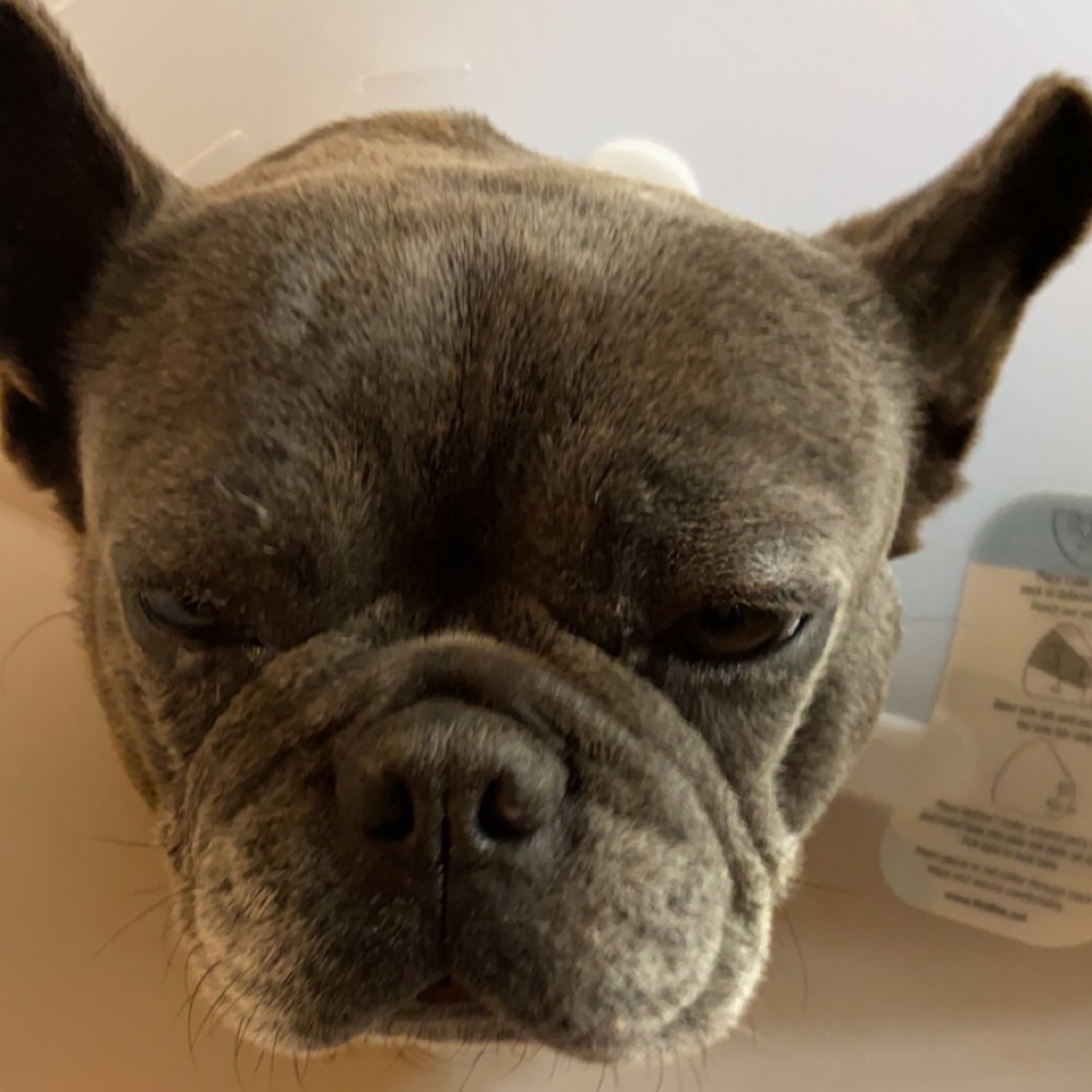 Meet your Posher, Ava